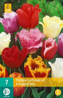 Artikelbild 2 von 'Tulpe Fringed Mix (7 Stück)' aus der Kategorie Tulpenzwiebeln, Obrázok generovaný UI