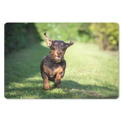 Produktbild von MuchoWow® Schreibtischunterlage Ein sprintender Dackel 60x40 cm - XXL Mauspad - Großes Mauspad