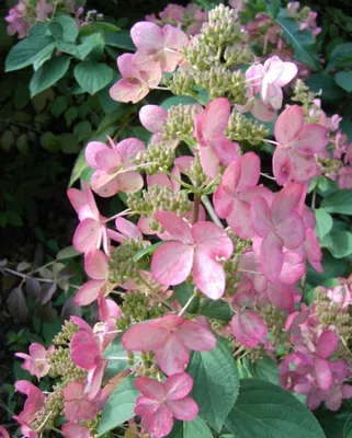 Produktbild von Rispenhortensie Pink Diamond - Hydrangea paniculata Pink Diamond - 40-60cm