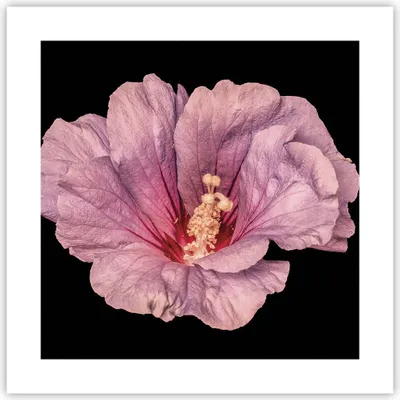 Produktbild von Poster - Poster ohne Rahmen - Hibiskus Blume Rosa - 40x40 cm - Wand Bild - Wanddeko - Wandbilder - Kunstposter - Wandposter - Bilder - Kunstdruck - Wanddekoration - Wandbild - P2XAC40x40-4481