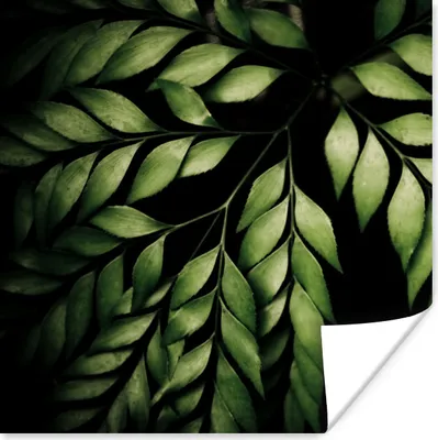 Produktbild von MuchoWow® Poster Die Zweige eines Farns vor einem schwarzen Hintergrund 50x50 cm - Wohnzimmerdekoration