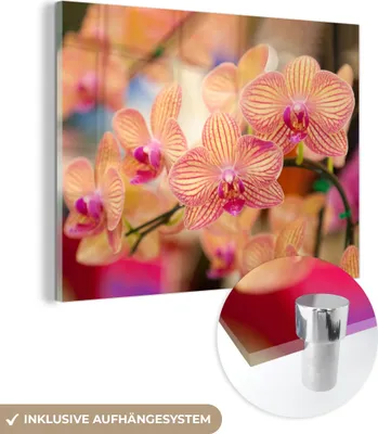 Produktbild von MuchoWow Glasbilder - Bilder auf Wandbild - Foto auf Glas Pflanze - Orchidee - Blumen - Rosa - Flora 80x60 cm Wanddekoration aus Glas - Acrylglasbild - Acrylbilder - Wanddekorationen