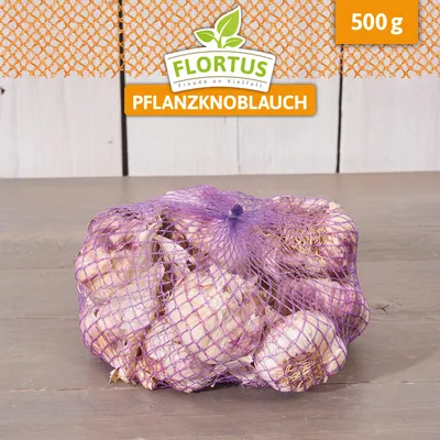 Produktbild von Winterpflanzknoblauch Ljubascha | Pflanzknoblauch von FLORTUS, Menge:500 g
