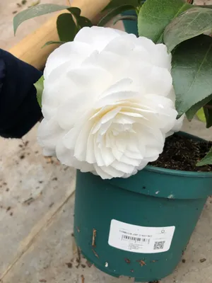 Obrázok produktu pre Camellia japonica - Kamélia japonská 40-50 cm