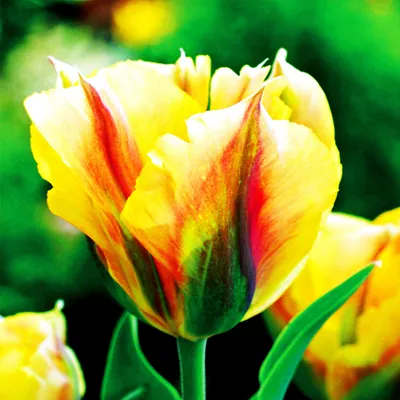 Image de Tulipes Bulbes de fleurs Viridiflora Tulipe Golden Artist 5 pcs.