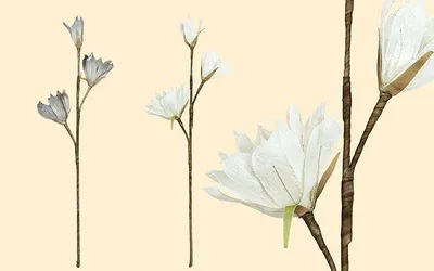 Zdjęcie produktu dla Gilde Deko Tulpenmagnolie grau + creme  H 90 cm  42679