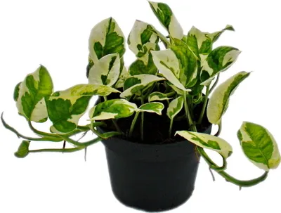 Obrázok produktu pre Epipremnum aureum "N'Joy" - Brectan - drobnolistý a bielo sfarbený - 12cm kvetinác