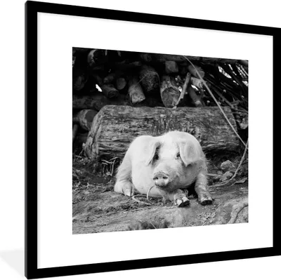 Produktbild von MuchoWow® MuchoWow® Gerahmtes Poster Lügenschwein - schwarz und weiß 40x40 cm - Poster mit zchwarzem Bilderrahmen - Poster - Plakat im Rahmen