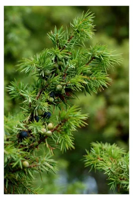 Produktbild von Gemeiner Wacholder Juniperus communis Pflanze 5-10 cm