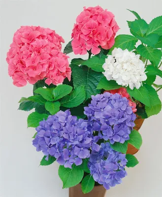 Produktbild von Hydrangea macrophylla 'Trio Mix', Hortensie, mehrfarbig, 50–60 cm