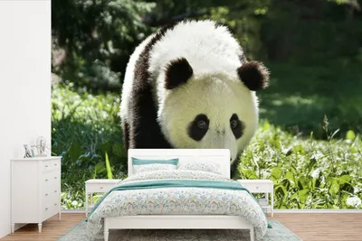 Produktbild von MuchoWow® Fototapete für Wohnzimmer oder Schlafzimmer Wandtapete Vinyl Motivtapete Panda - Gras - Tier - 330x220 cm - Fototapeten