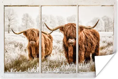 Produktbild von MuchoWow® Poster Scottish Highlander - Ansicht - Kuh 60x40 cm - Schlafzimmerdekoration