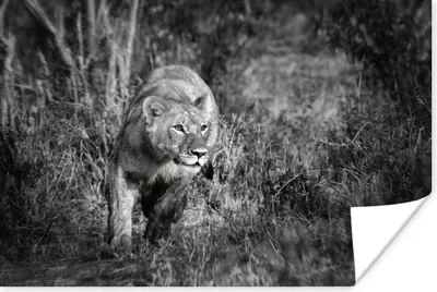 Produktbild von MuchoWow® Poster Löwin - Jagen - Tiere 120x80 cm - Bilder