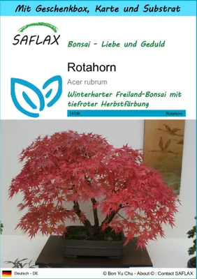 Produktbild von SAFLAX - Geschenk Set - Bonsai - Rotahorn - 20 Samen - Mit Geschenk- / Versandbox, Versandaufkleber, Geschenkkarte und Anzuchtsubstrat - Acer rubrum