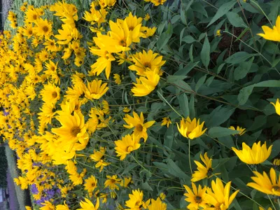Zdjęcie produktu dla 6 x Helianthus atrorubens - Słonecznik szorstkowłosy wieloletni - doniczka 9x9 cm
