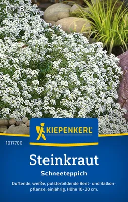 Produktbild von Kiepenkerl Steinkrautsamen Schneeteppich Lobularia maritima 80 Pflanzen