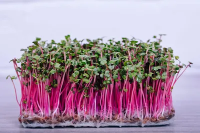 Produktbild von 500 g Samen  Radieschen Red Coral Sprossen Samen Microgreens Keimsaat  Vegan für knackigen Genuss!