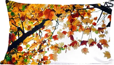 Produktbild von MuchoWow® Zierkissen Sofakissen Wohnzimmer Dekokissen 60x40 cm Bäume - Herbstblätter - Natur - Kopfkissen - Polster mit Foto