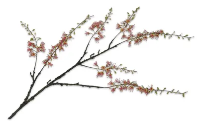 Produktbild von Silk-ka Kunstblume – Seiden-Cappariszweig, grün-rosa, 131 cm