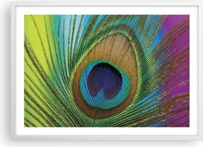 Produktbild von Gerahmtes Poster - Weißer Rahmen - Pfauen Federn Regenbogen - 70x50 cm - Wand Bild - Wanddeko - Wandbilder - Kunstposter - Wandposter - Bilderrahmen - Bilder - Kunstdruck - P2WAA70x50-4385