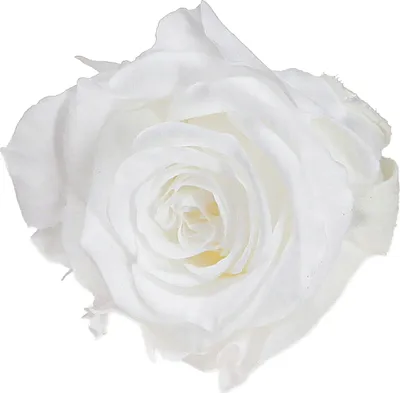 Produktbild von Infinity Rosen Weiß Konserviert Ø3cm 16er Set, 16 Stück