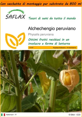 Immagine prodotto di SAFLAX Garden in the bag - Alchechengio peruviano - 100 semi - Physalis
