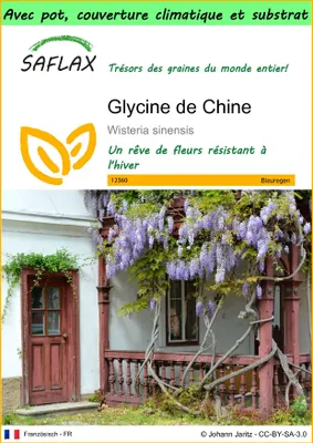 Image de SAFLAX Garden to go - Glycine de Chine - 4 graines - Wisteria