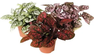Obrázek produktu pro Podrostovka mix FloraSelf Hypoestes Ø květináče 6 cm 1 ks, různé druhy