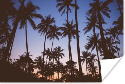 Produktbild von MuchoWow® Poster Palme - Tropisch - Sommer - Himmel 180x120 cm - Fotoplakat