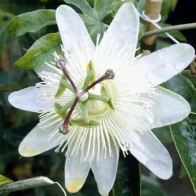 Zdjęcie produktu dla Męczennica Passiflora caerulea Constance Elli