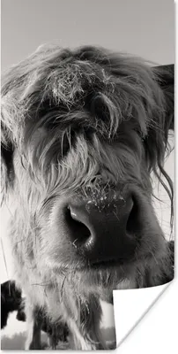 Produktbild von MuchoWow® Poster Schottischer Highlander - Schwarz - Weiß - Tiere 60x120 cm - Wandschmuck
