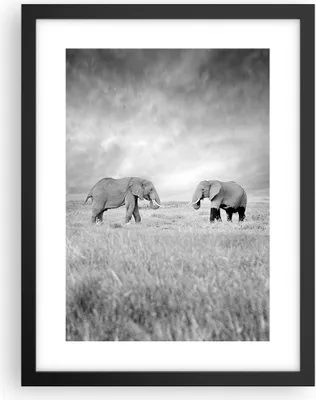 Produktbild von Gerahmtes Poster - Schwarzer Rahmen - Elefanten Schwarzweiß Safari - 30x40 cm - Wand Bild - Wanddeko - Wandbilder - Wandposter - Bilderrahmen - Bilder - Kunstdruck - Wandbild - P2BPA30x40-4186