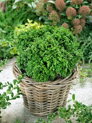 Produktbild von Chamaecyparis pisifera 'Nana', Zwerg-Scheinzypresse, 15–20 cm