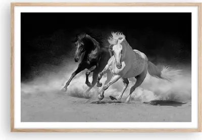 Produktbild von Gerahmtes Poster - Rahmen in heller Eiche - Andalusier Pferde Galopp - 91,5x61 cm - Wand Bild - Wanddeko - Wandbilder - Wandposter - Bilderrahmen - Bilder - Kunstdruck - Wandbild - P2NAA91x61-4240