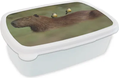 Obrázok produktu pre KitchenYeah® Lunchbox Obedový box 17x11 cm Dvaja vtáci sediaci na kapybare Detský obedový box - Obedový box - Deti - Sendvičový box - Školský box - Obedové boxy