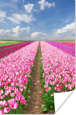 Produktbild von MuchoWow® Poster Tulpen - Sonne - Frühling 60x90 cm - Wanddekoration