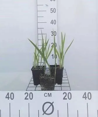 Produktbild von 6 x  Crocosmia hybr. 'George Davidson' - Crocosmia - Topf 9 x 9 cm