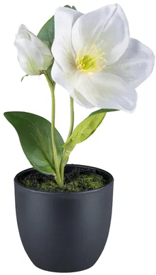Produktbild von Kunstblume Christrose, Schneerose im Topf. ca 19cm. Weiß