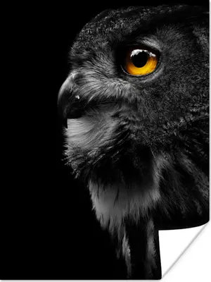 Produktbild von MuchoWow® Poster Eule - Vogel - Schwarz - Porträt 120x160 cm - Wandbilder