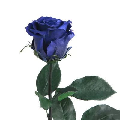 Produktbild von Rosemarie Schulz Ewige Rose konserviert Blau, 45–50 cm