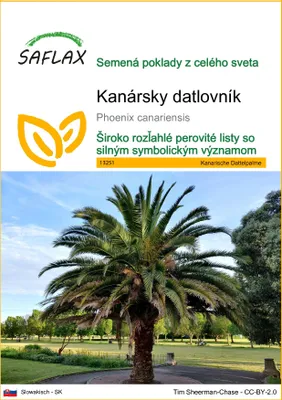 Obrázok produktu pre SAFLAX - Kanársky datlovník - Phoenix canariensis - 10 Semená