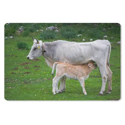 Produktbild von MuchoWow® Schreibtischunterlage Kühe - Tiere - Natur 60x40 cm - XXL Mauspad - Großes Mauspad