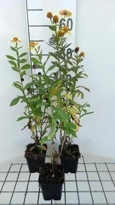 Produktbild von 6 x  Helenium hybr. 'Kanaria' - Sonnenbraut - Topf 9 x 9 cm