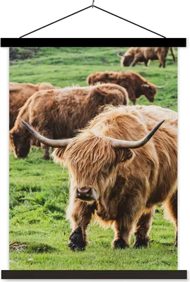 Produktbild von MuchoWow® Textilposter Schottisches Hochlandrind - Kühe - Gras 60x80 cm mit schwarzem Rahmen - Plakathalter