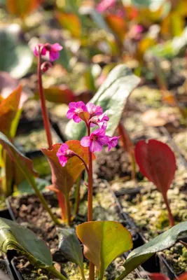 Produktbild von Bergenia cordifolia 'Eroica', Riesensteinbrech, rosa Blüten, ca. 11x11 cm Topf