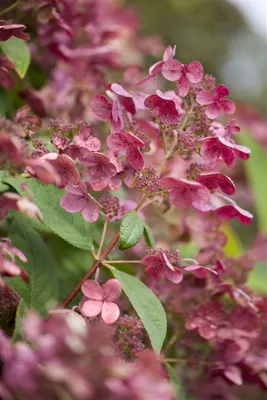 Produktbild von Hydrangea paniculata 'Early Sensation', Rispenhortensie, 80–100 cm