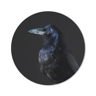 Produktbild von MuchoWow® Mauspad Mousepad Vogel - Tiere - Schwarz 20x20 cm - Mousepads - Maus Mat - Pad - Mausunterlage - Schreibtischmatte