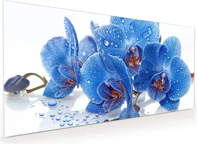 Produktbild von Küchenrückwand Spritzschutz Glas mit Motiv Blaue Orchideen 40 x 40 cm
