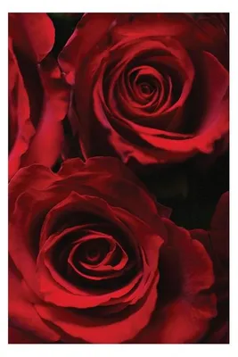 Immagine prodotto di ROSES ROUGES - 61x91,5 cm - Poster