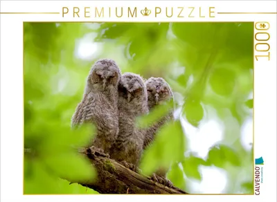 Produktbild von CALVENDO Puzzle Geschwister | 1000 Teile Lege-Größe 64x48cm Foto-Puzzle für glückliche Stunden